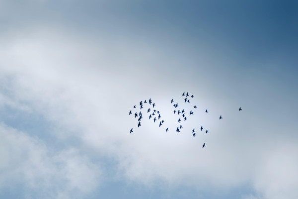 Zaterdag 7 maart - Ontmoetingsdag Antroposofisch Geïnteresseerden bij OlmenEs