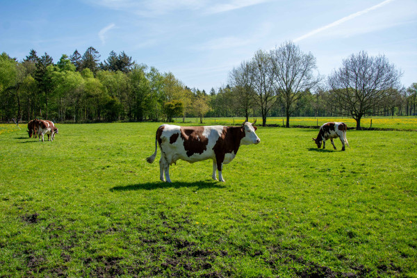 Wieddagen bij OlmenEs