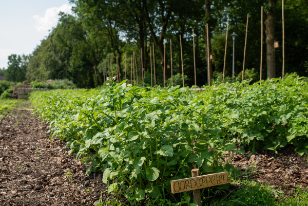 OlmenEs doet mee aan de Bloeiweek in Appelscha - 19 t/m 26 september 2026